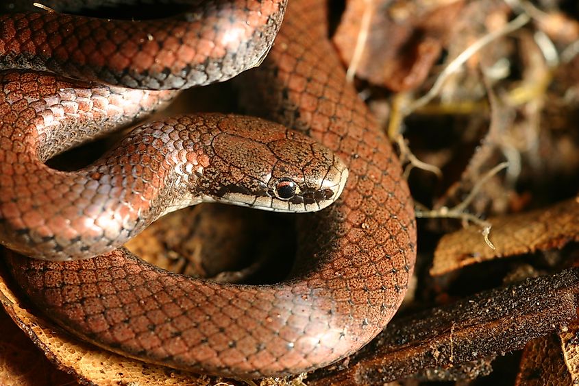 Close-up of a Sharp-tailed Snake.