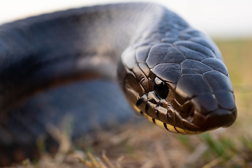 Closeup of a Texas Indigo Snake.