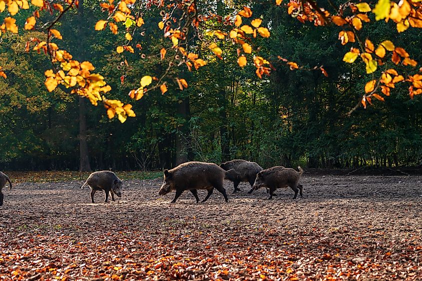 A wild boar pack in an autumnal forest. 