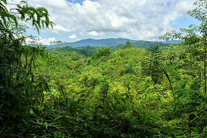 The Borneo Rainforest in Malaysia.