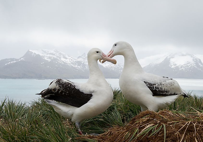 wandering albatross