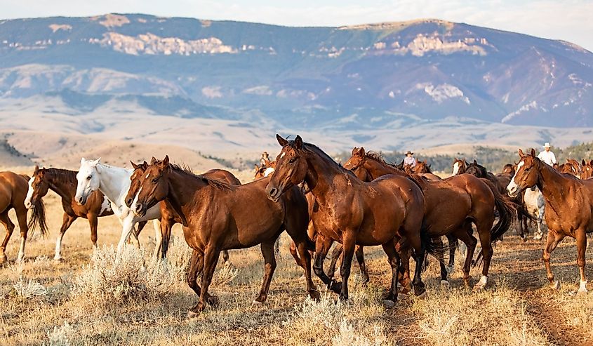 Horses grazing in the wilds of Montana. In front of Pryor mountains in a meadow. 