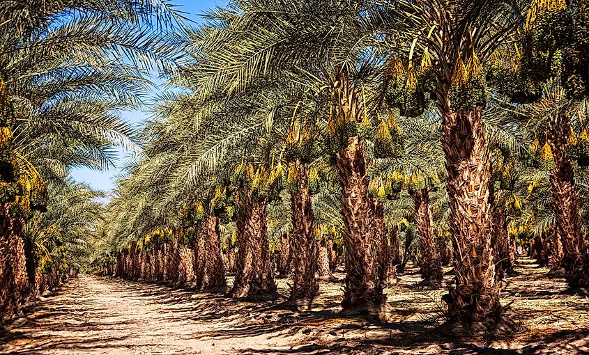 Date Palm trees in a field in Mecca, California.