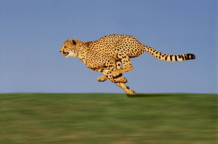 Cheetahs can run as fast as a car on the highway.