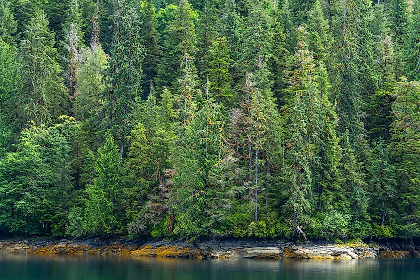 Sitka spruce trees in the Tongass National Forest, Alaska.