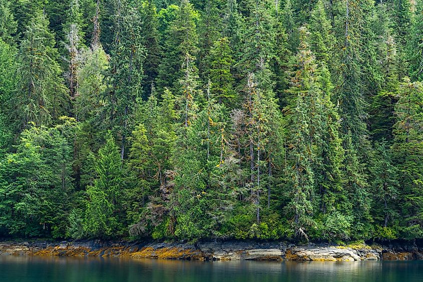 Sitka Spruce Trees on Tongass National Rainforest