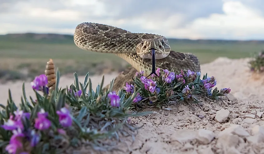 Closeup of a prairie rattlesnake.