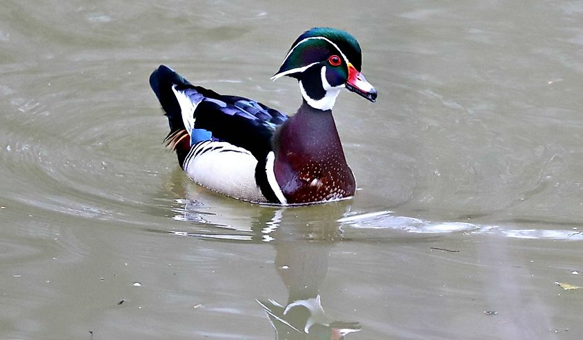 Male wood duck near the Don River in Toronto