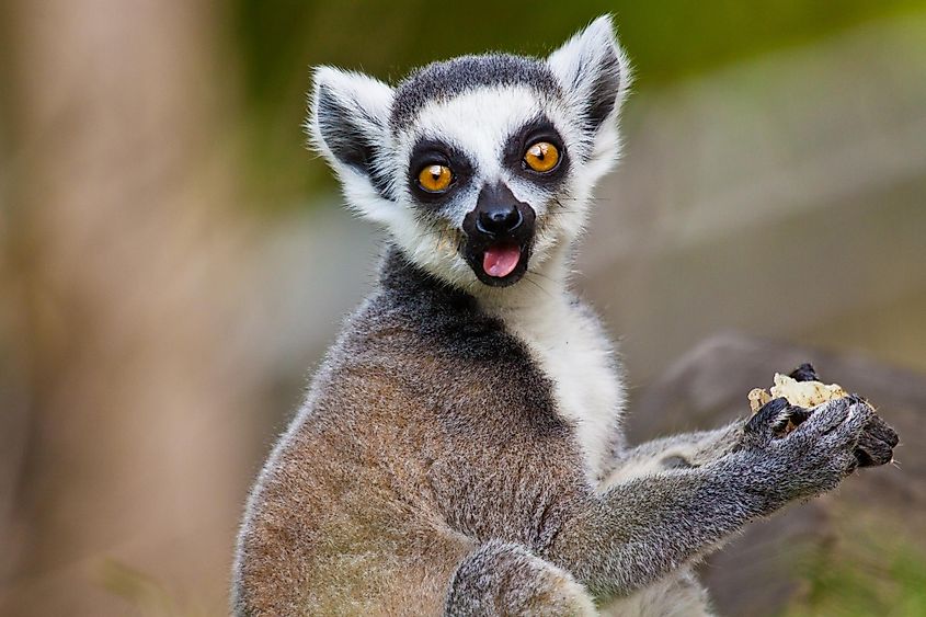 A lemur enjoying a snack