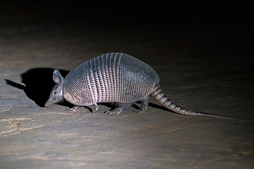 A Nine-banded Armadillo is walking on a sandy road.