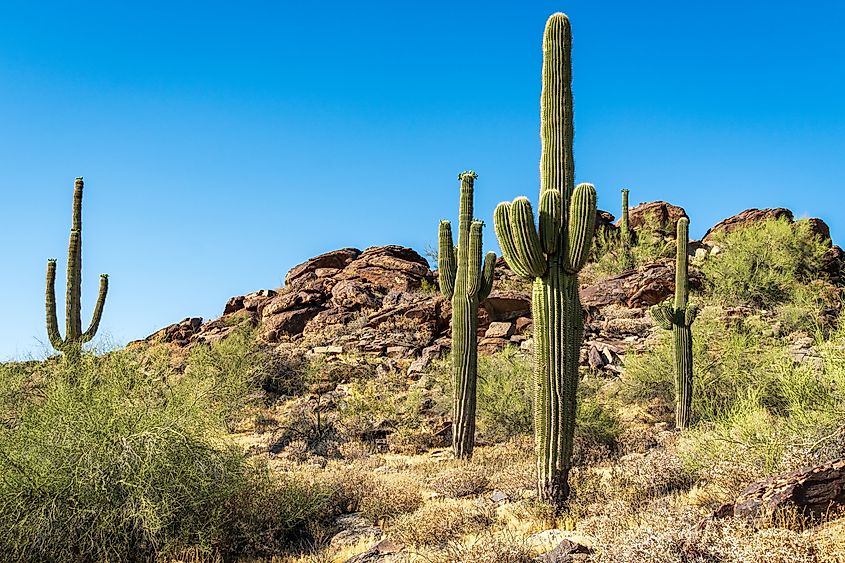 South Mountain Park, Phoenix, Arizona, USA