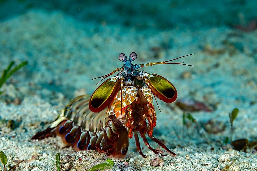 mantis shrimp (4)