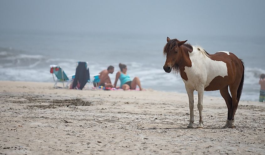 Depiction of the wild horses mingling with the tourists at Assateague State Park.