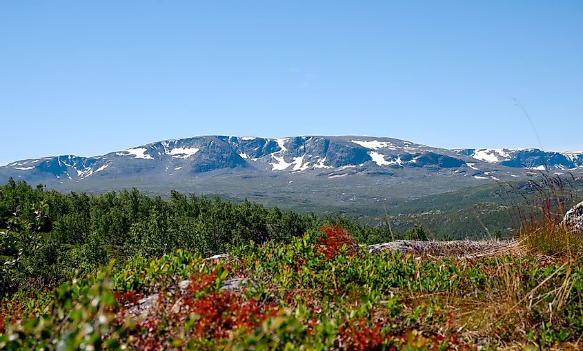 View of Hallingskarvet and plants in the Norwegian mountain landscape during a hike in summer