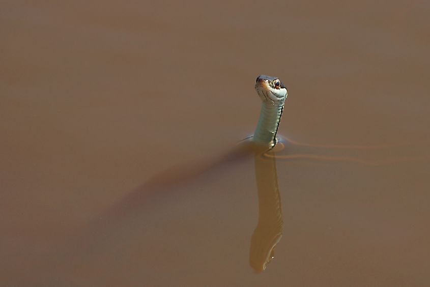 Eastern ribbon snake in pond.