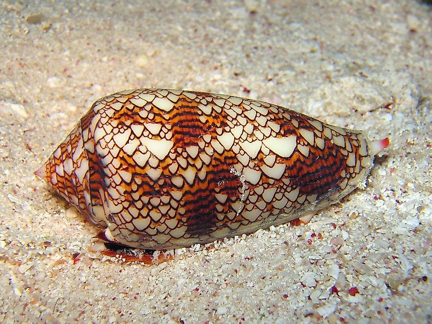 A live textile cone, (Conus textile) one of several species whose venom can cause serious harm to a human