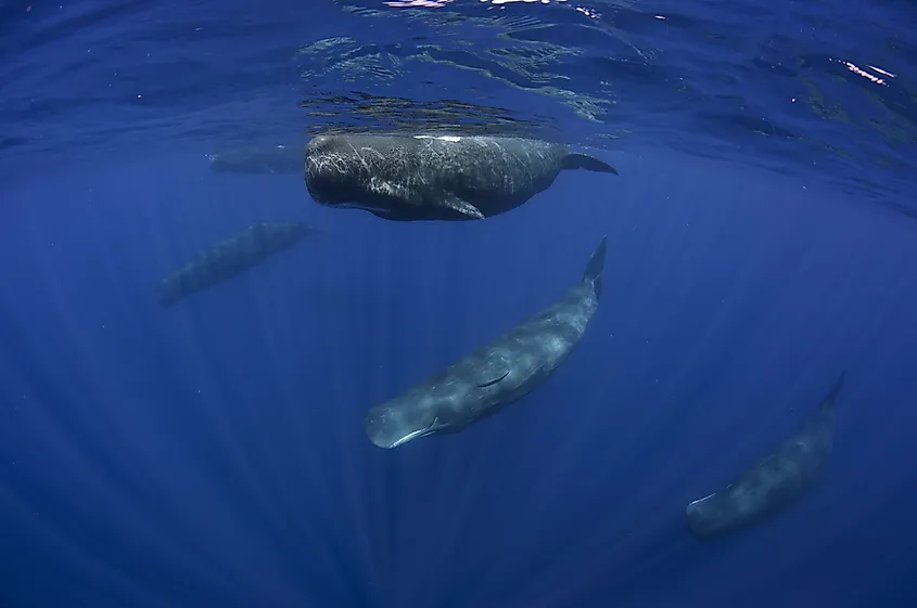 A group of sperm whales hanging just below the surface in deep blue water, sunlight rays visible around them.