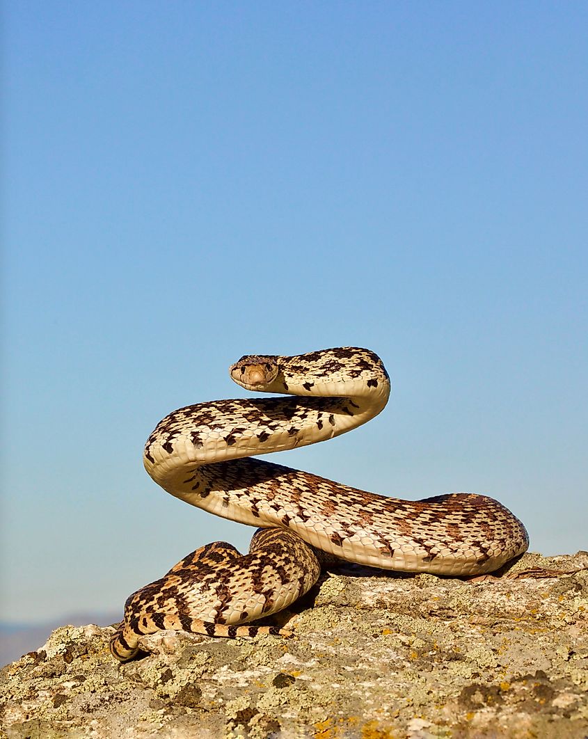 Bull snake, a subspecies of the gopher snake, coiled in a defensive posture