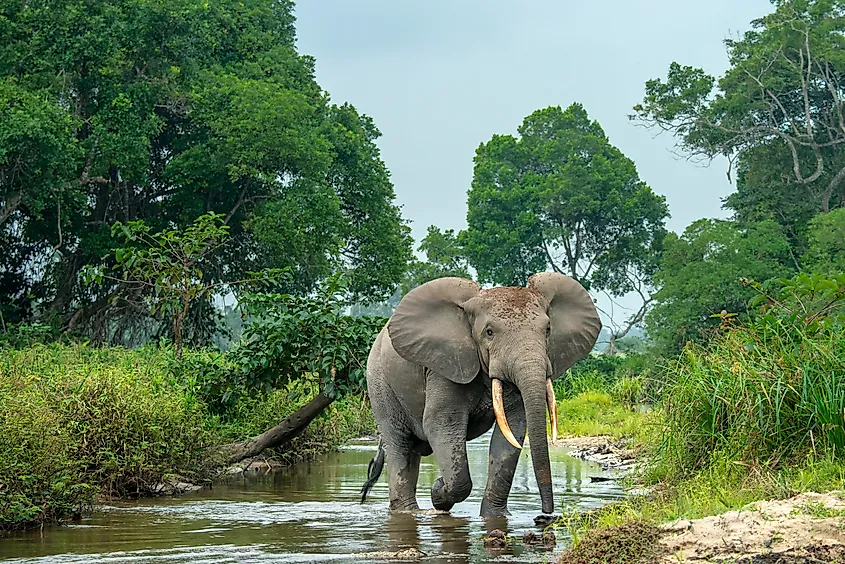 African forest elephant (Loxodonta cyclotis) and the Lekoli River. Odzala-Kokoua National Park.
