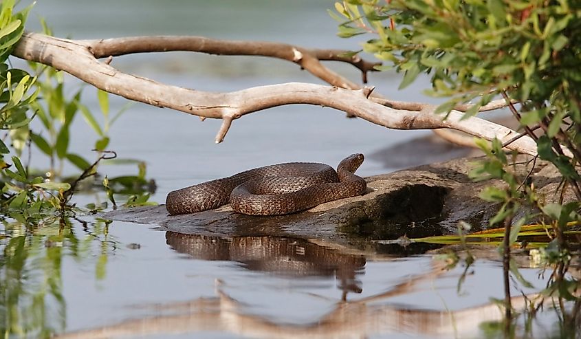 Northern Water Snake Basking on a Rock - Ontario, Canada