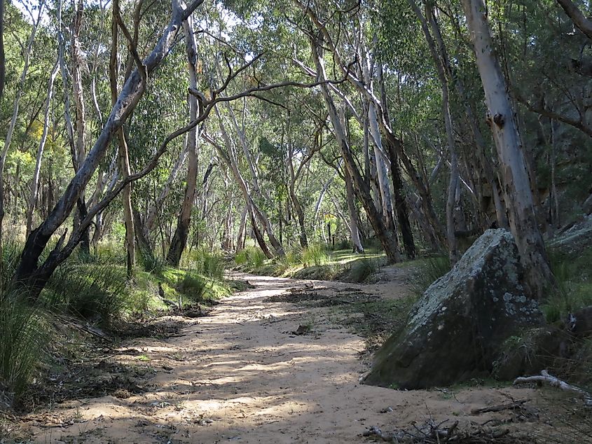 Forest near Come By Chance, New South Wales.