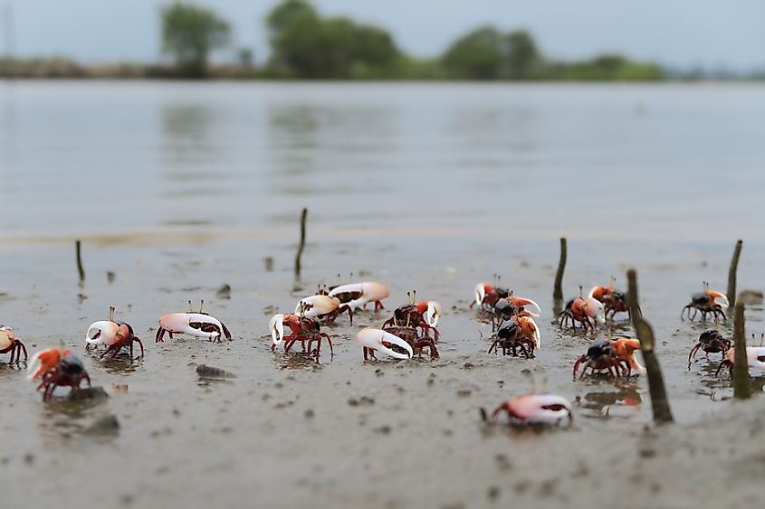 Colony Fiddler Crab ( Uca uruguayensis ) in mangrove forest, Indonesia