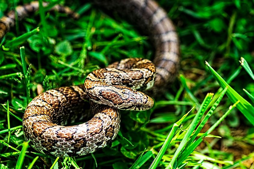 Eastern Milk snake being aggressive.
