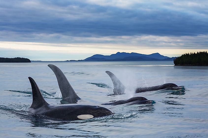 Orca's (Killer Whales) in Alaska.
