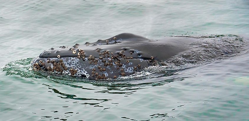 A Humpback Whale pokes its head out of the water showing barnacles growing on the skin of its head, in the Monterey Bay
