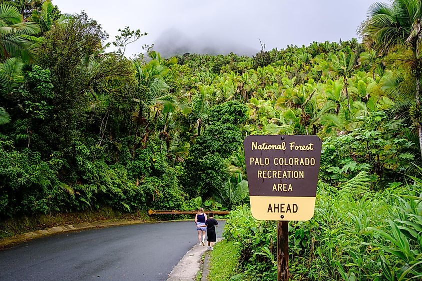 El Yunque National Forest