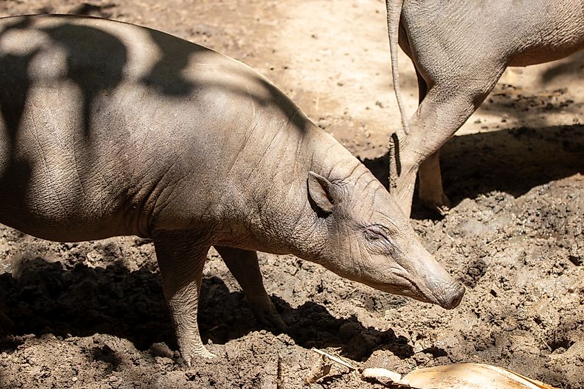 A North Sulawesi Babirusa at a local zoo.