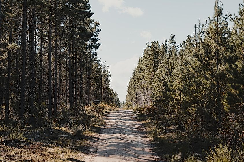 A dirt road running through Belanglo State Forest, where the "backpack murderer" targeted travelers, New South Wales.