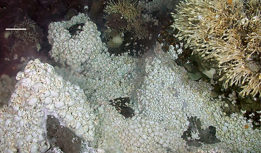 A dense fauna (Kiwa anomurans and Vulcanolepas-like stalked barnacles) near East Scotia Ridge vents