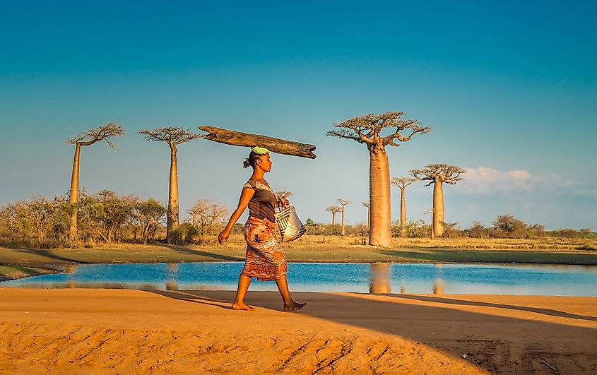 Avenue of the baobab