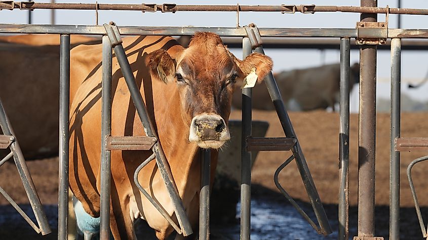 Ear-tagged Jersey Diary Cow in Tulare County, California.