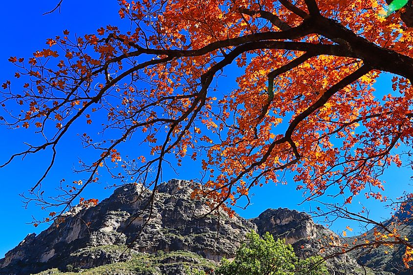 Guadalupe Mountains National park.