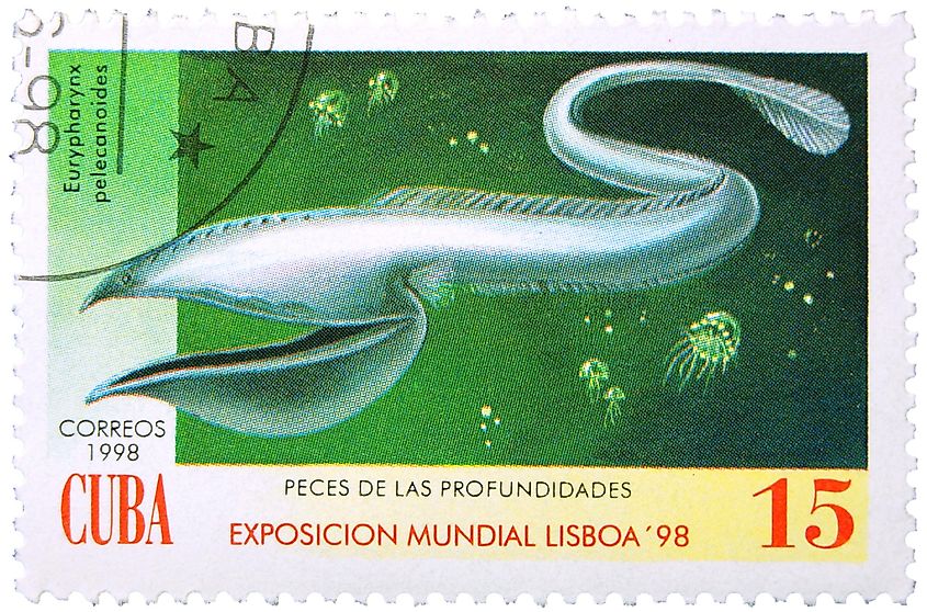 Pelican eel