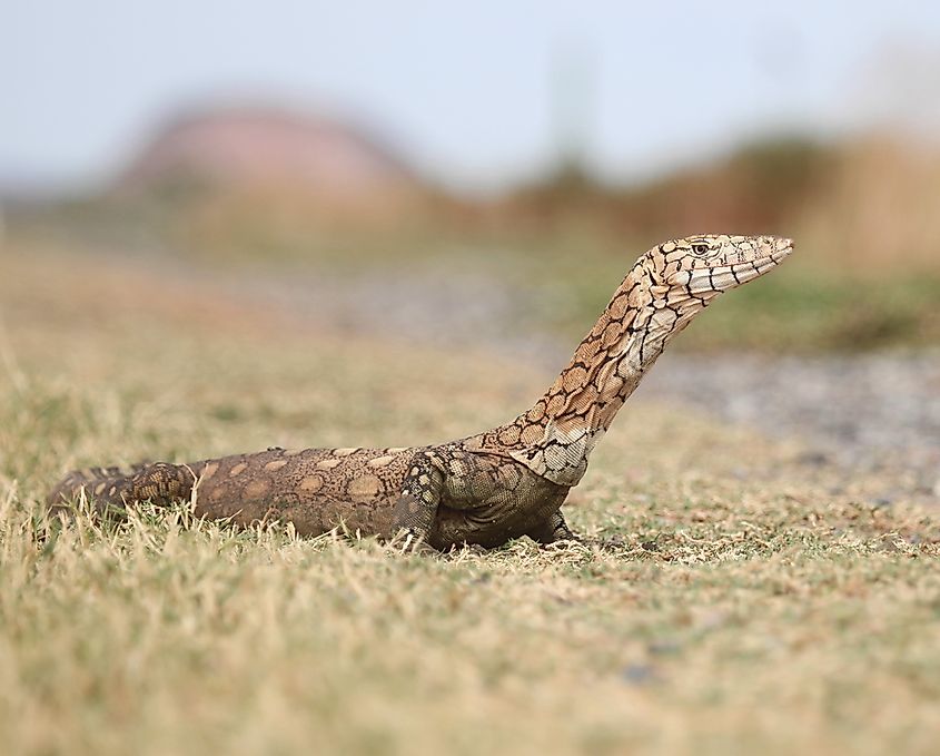 Perentie.