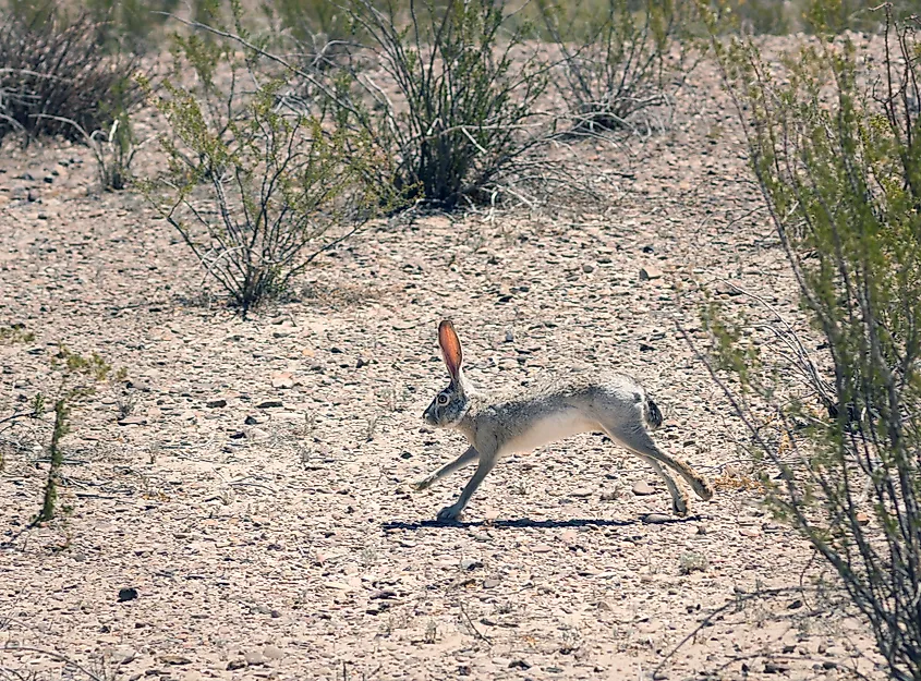 Big Bend National Park