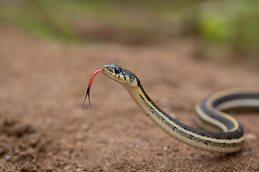 Black-necked Gartersnake