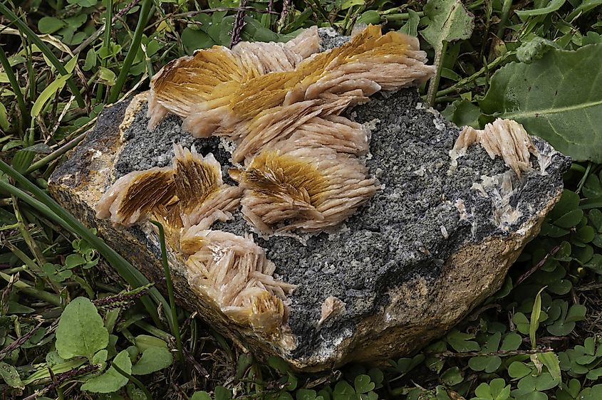 Close-up of golden barite crystals nestled on grey rock in natural setting