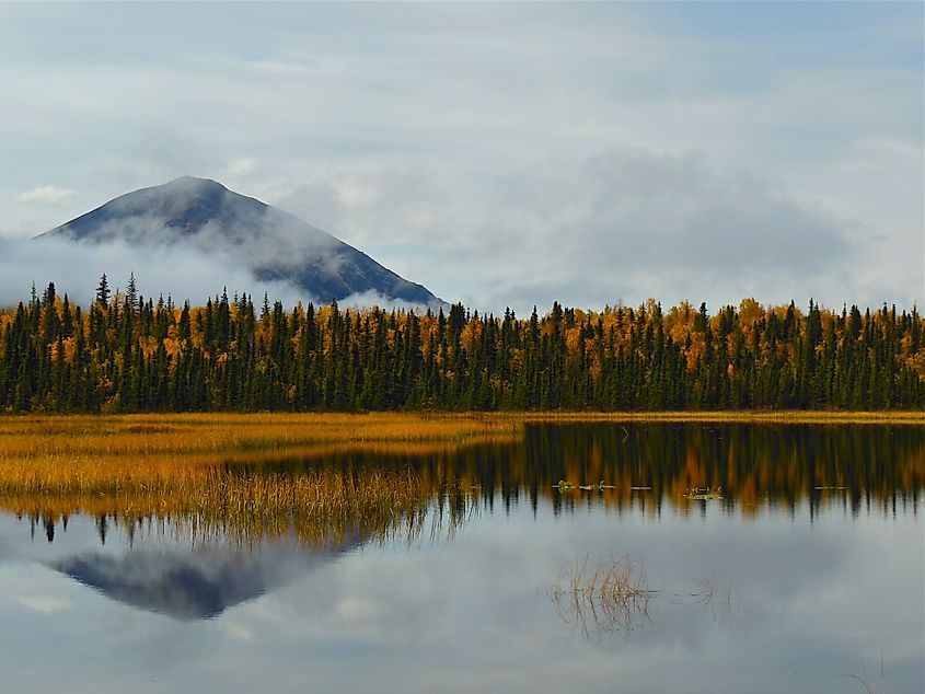 american bald eagle takes flight from perch on log in lake clark national park