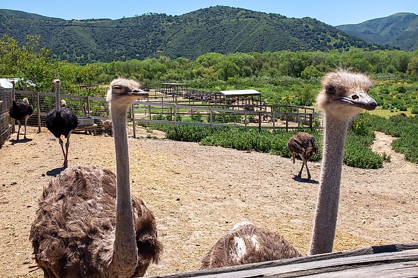 Close up view of the Ostriches at Ostrichland USA, near Solvang in California.