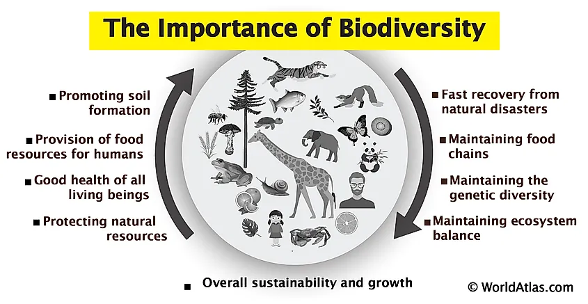 importance of biodiversity in human life essay