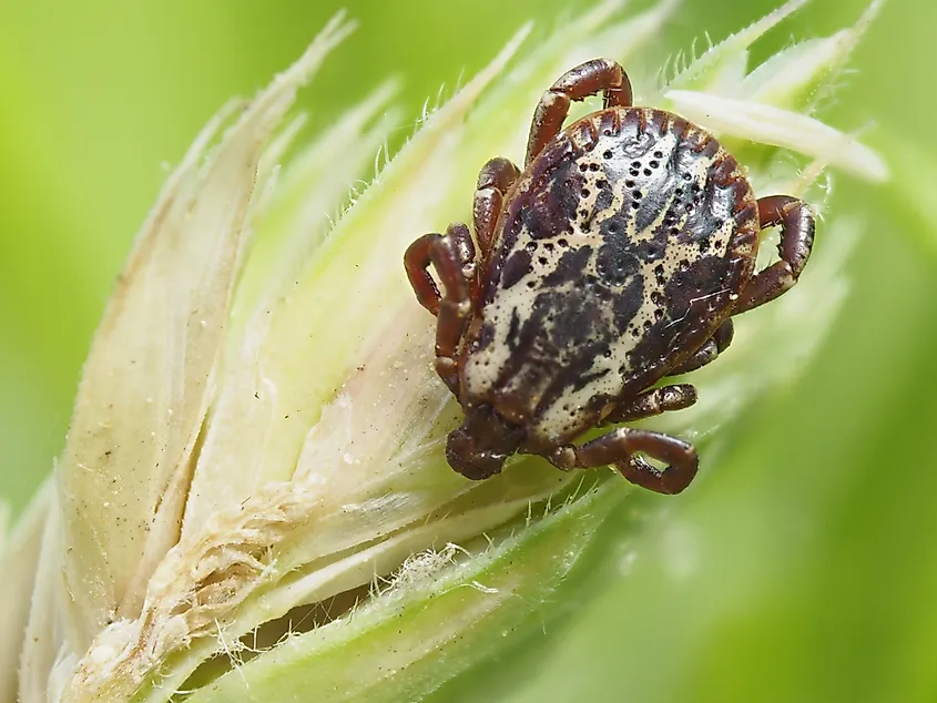 Macro shot of an American dog tick on a plant.