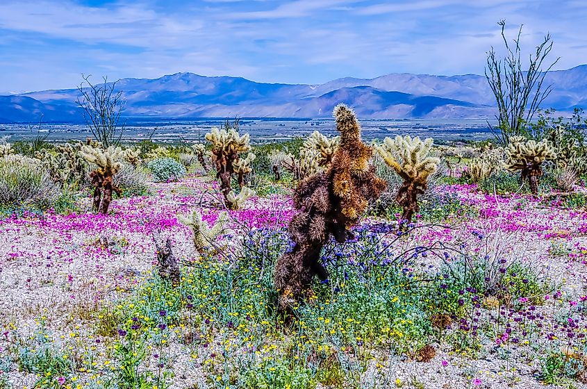 Wildflowers at the Anza-Borrego Desert State Park, California.