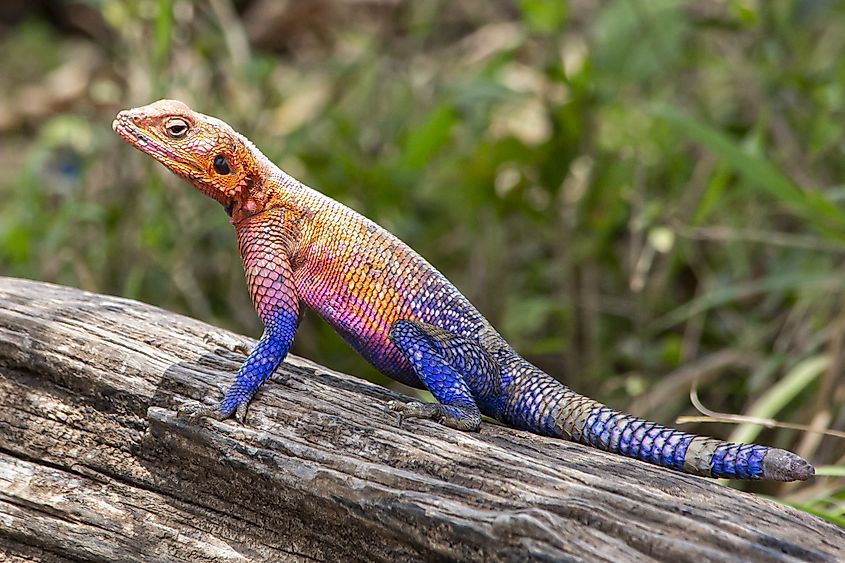 Agama lizard in Masai Mara