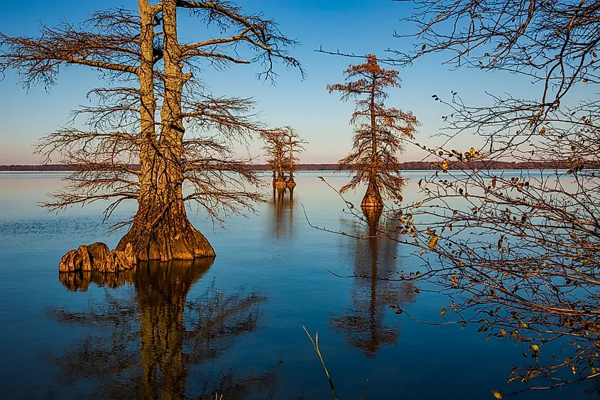 Landscapes of Reelfoot Lake Tennessee