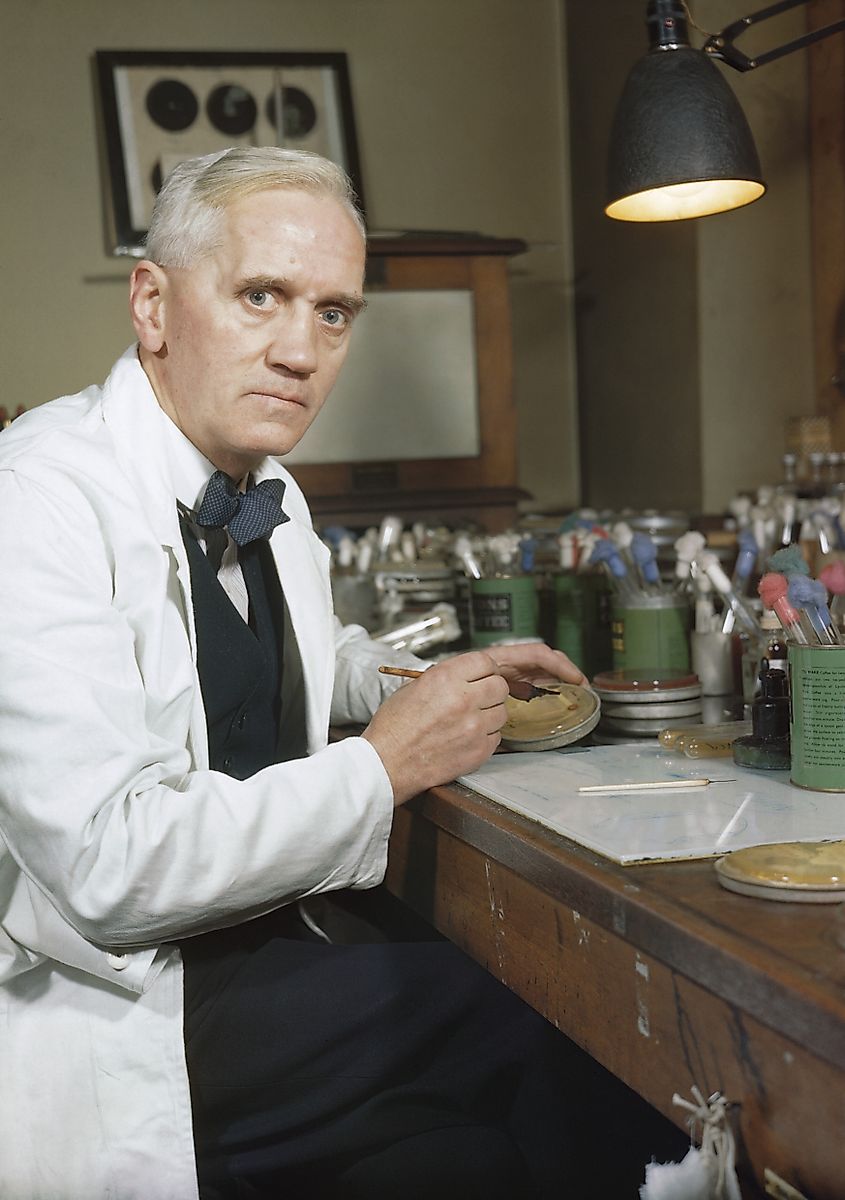 Alexander Fleming, holder of the Chair of Bacteriology at London University.