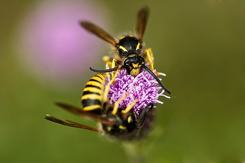 A yellow jacket on a thistle in the summer.